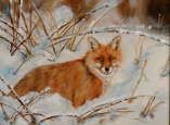 Fuchs im Winterpelz